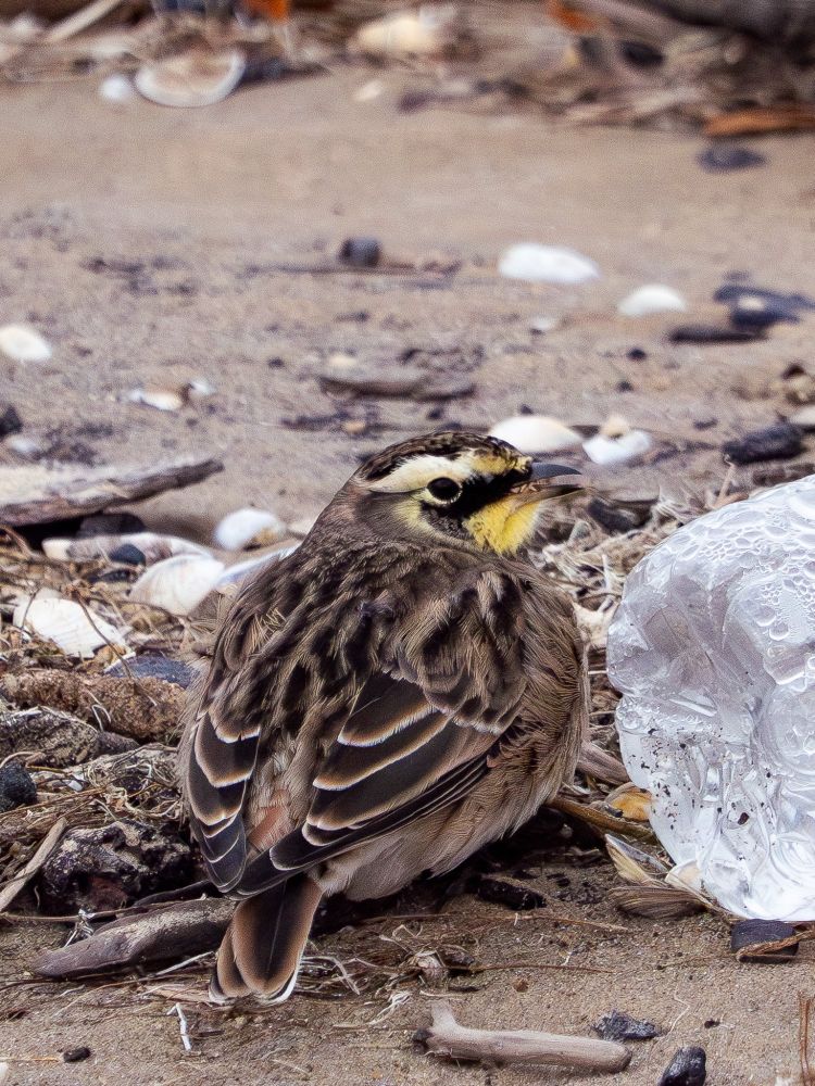 Photo of a Horned Lark sitting on a pile of beach rubble next to a clear plastic water bottle 
