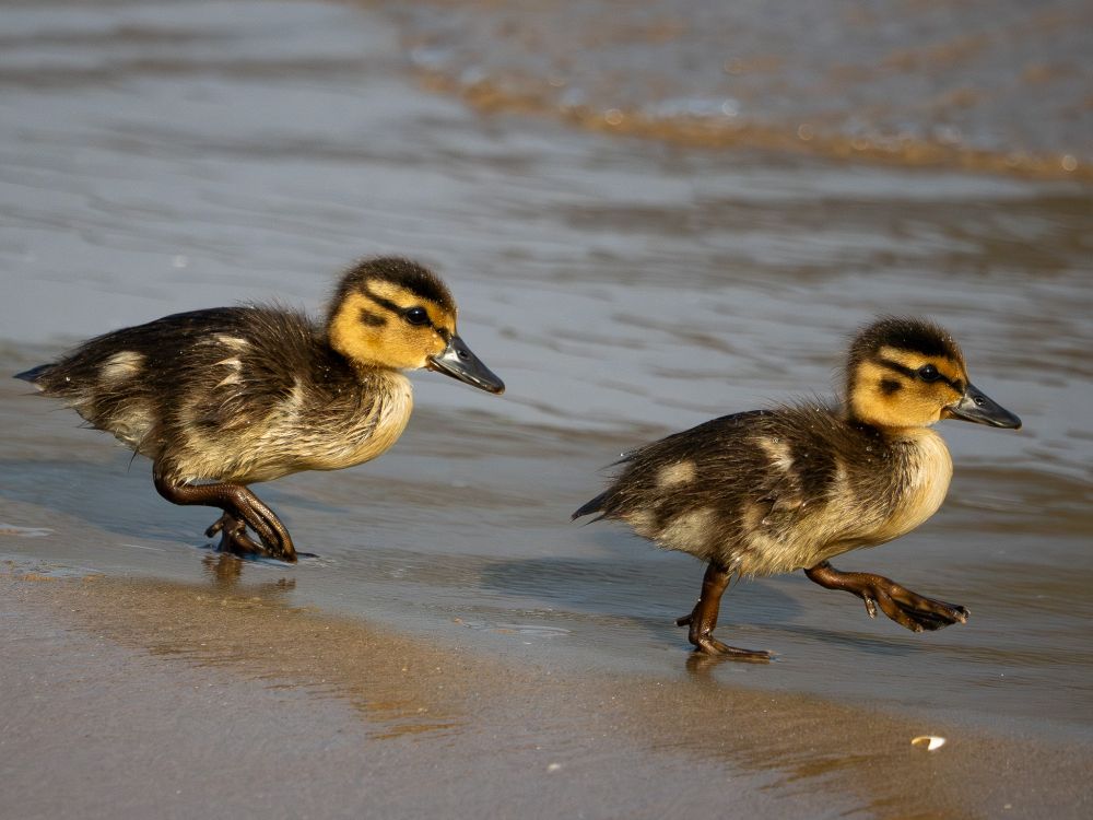 Photo of two unforgivably cute Mallard ducklings walking in the wet sand along the lake front just after a wave ran out