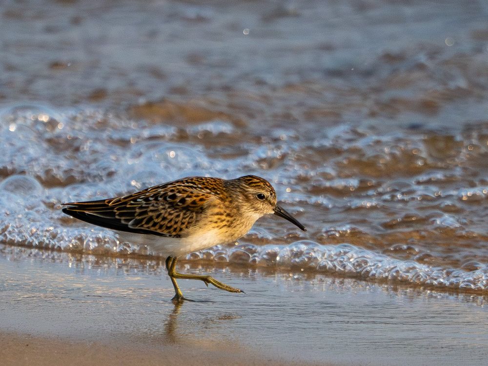 Photo of a Least Sandpiper standing on wet sand with one yellow foot raised at the every edge of a tiny wave composed mostly of bubbles