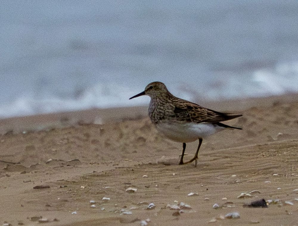 Photo of a shorebird on a cloudy day, near the water's edge. It has a heavily streaked breast that ends with a clean line at its white belly, black bill and legs, wings look longer than tail, I think?