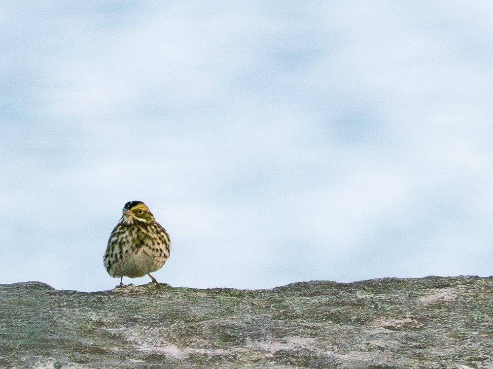 Photo of an extremely round (but sort of sagging on one side?) Savannah sparrow perched on the edge of a lichen-covered stone block against a blurry white sky with patches of blue coloring the clouds