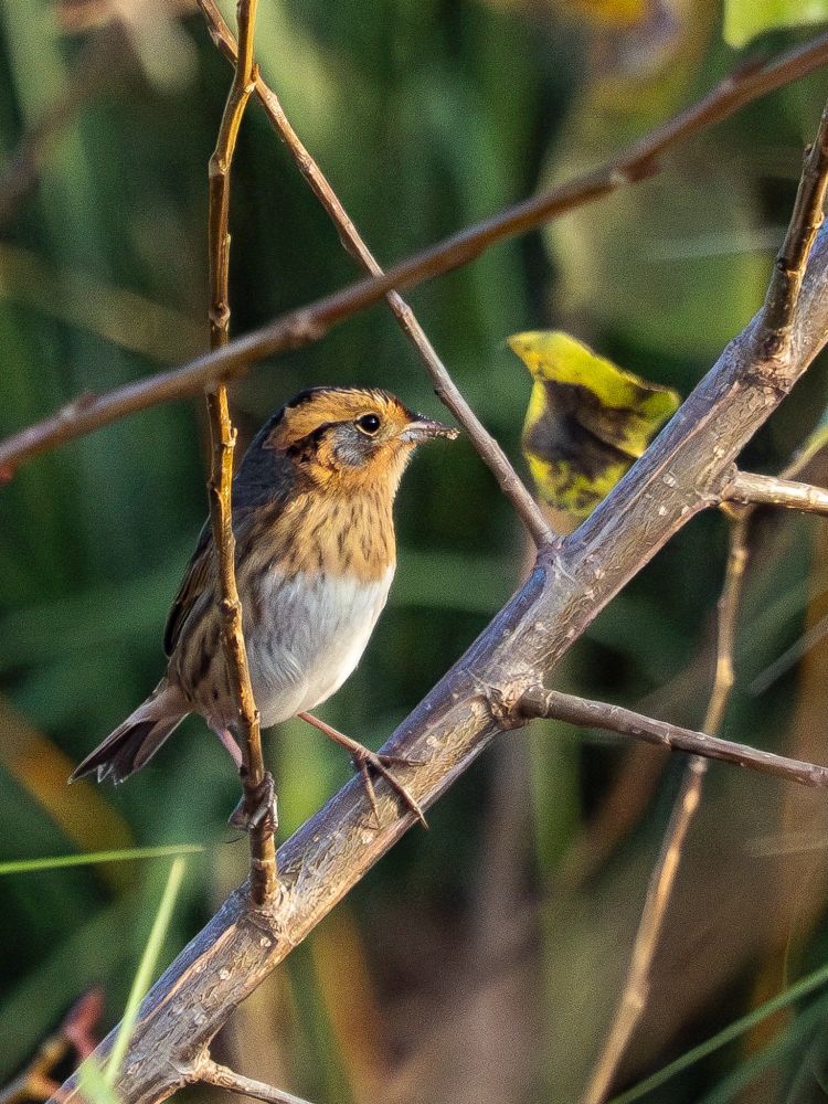 Photo of a GORGEOUS Nelson's Sparrow, with its gorgeous orange eyebrow, throat, and streaked bib and that striking grey cheek patch, on a thick twig against a blurred background of green and yellow and orange fall dune grasses