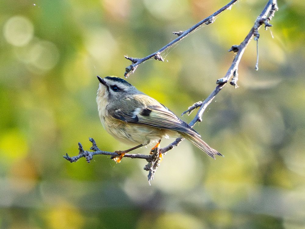 Photo of an itty-bitty Golden-crowned Kinglet posing with its chin up near the tip of a small grey twig sporting cobwebs against a blurry background of green, yellow, orange bokeh