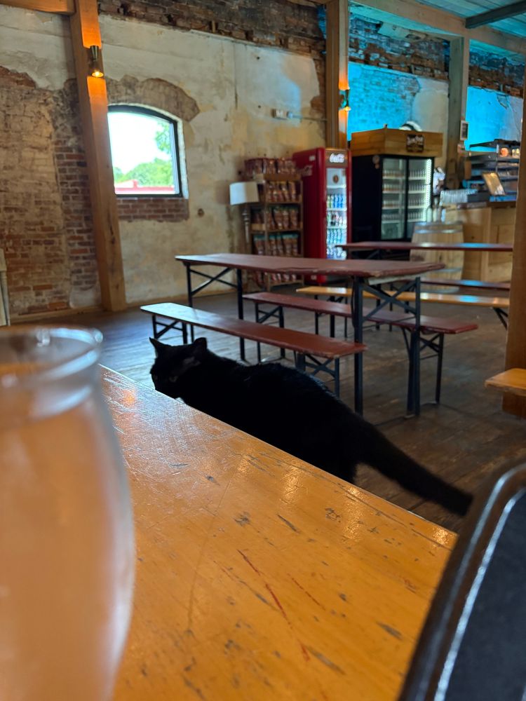 Resident black cat inside brewery attempting to get treats.