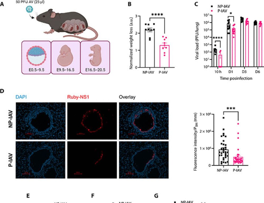 Pregnancy enhances antiviral immunity independent of type I IFN but dependent on IL-17–producing γδ+ T cells in the nasal mucosa