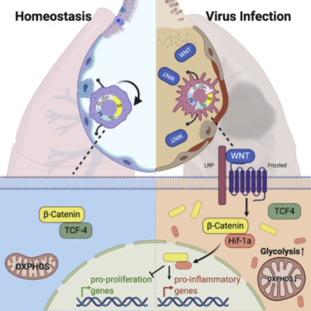 Uncoupling of macrophage inflammation from self-renewal modulates host recovery from respiratory viral infection