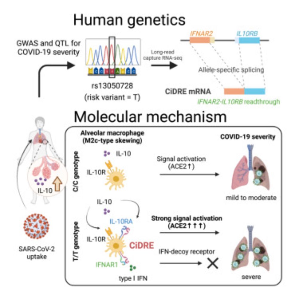 Expression of the readthrough transcript CiDRE in alveolar macrophages boosts SARS-CoV-2 susceptibility and promotes COVID-19 severity