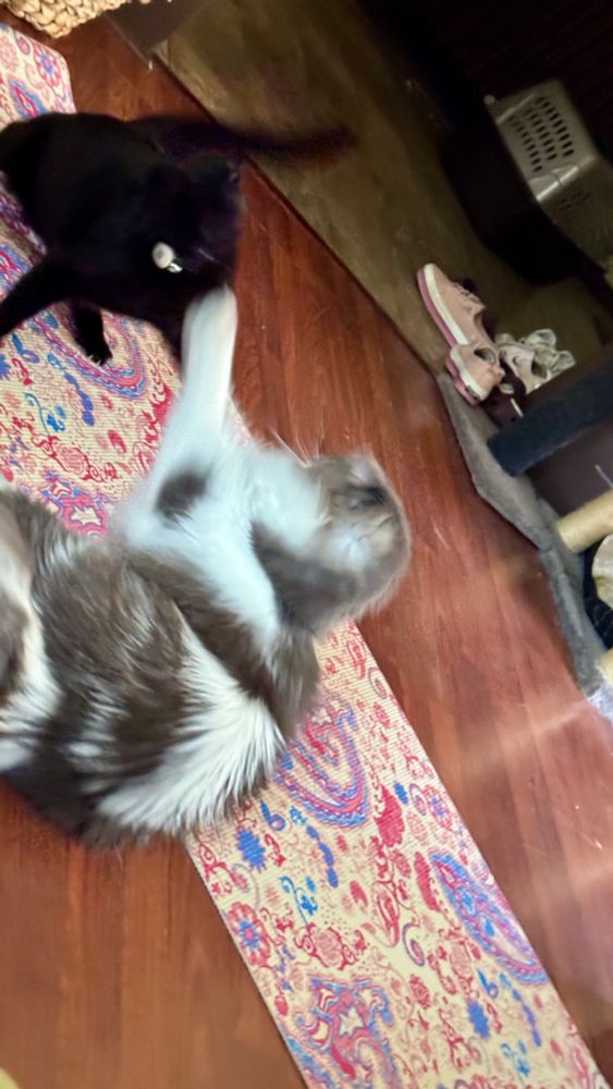 Pete and Wednesday are batting at each other after Pete wasn't happy with Wednesday sniffing Pete's bad foot.