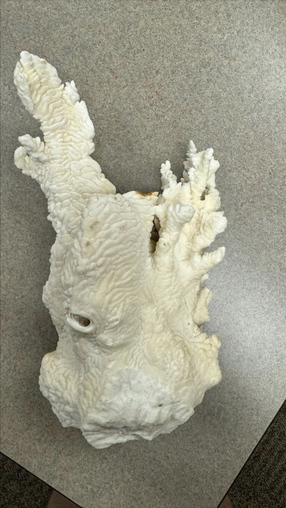 Image of a Pachyseris skeleton, of the one I got a tattoo of earlier in the thread. Since this is the skeleton, it is wholly white. There is a hole where some worm or other organism may have burrowed in when it was alive. Again, looks oddly like a biological heart, but maybe that's just me! Noticeably, it still has all the ridges, and no noticeable corallites. IC: me