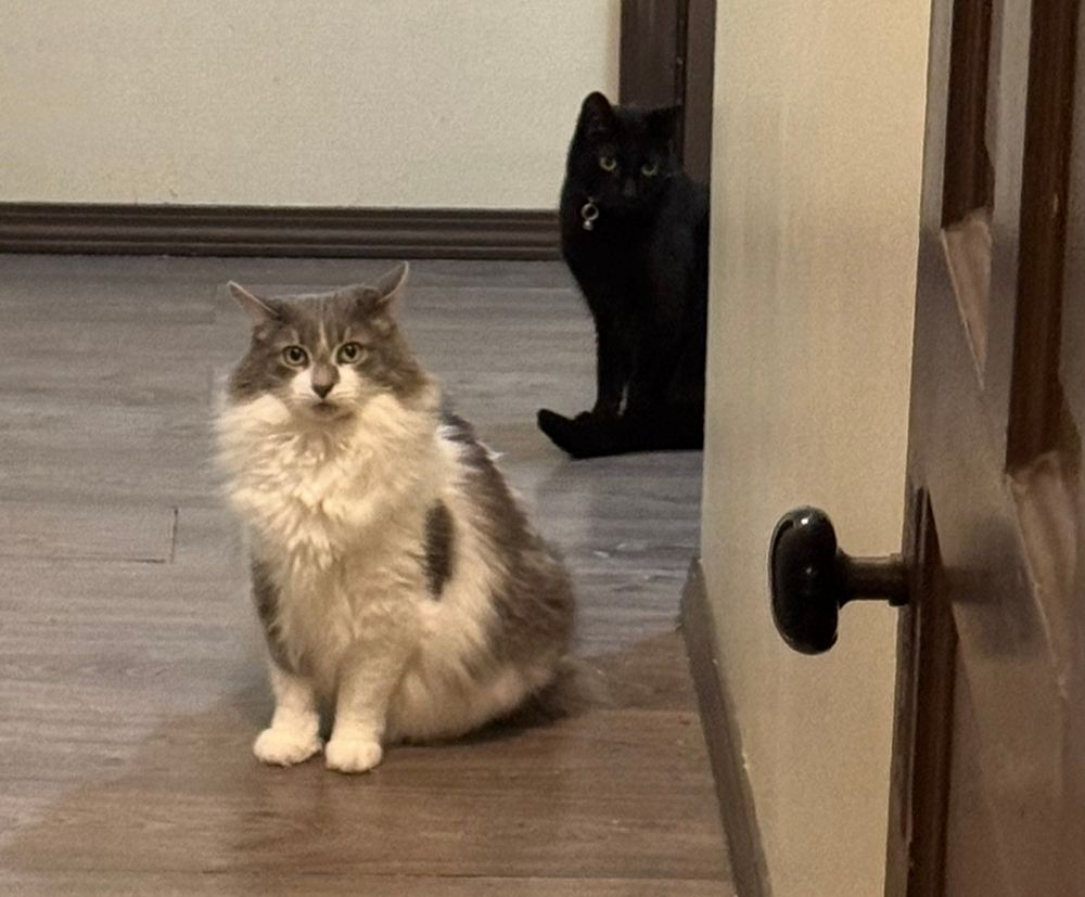 The two cats in the precious spots in the same positions but now Pete's ears have flaired like he senses something is amiss (Wednesday being behind him).
