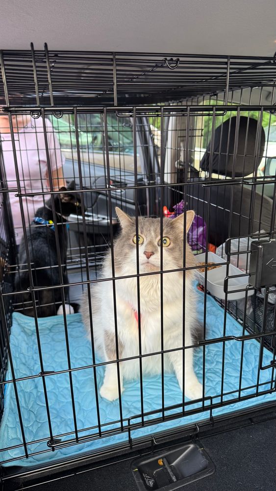 Pete, my long hair domestic cat thats mostly white white some grey splotches looking very concerned inside a pet crate inside a car. There is a blue blanket underneath him. Behind him, with a separator in the crate, is my partner's cat, Wednesday, a black short hair domestic cat. She's just looking to the side, much less concerned than Pete.