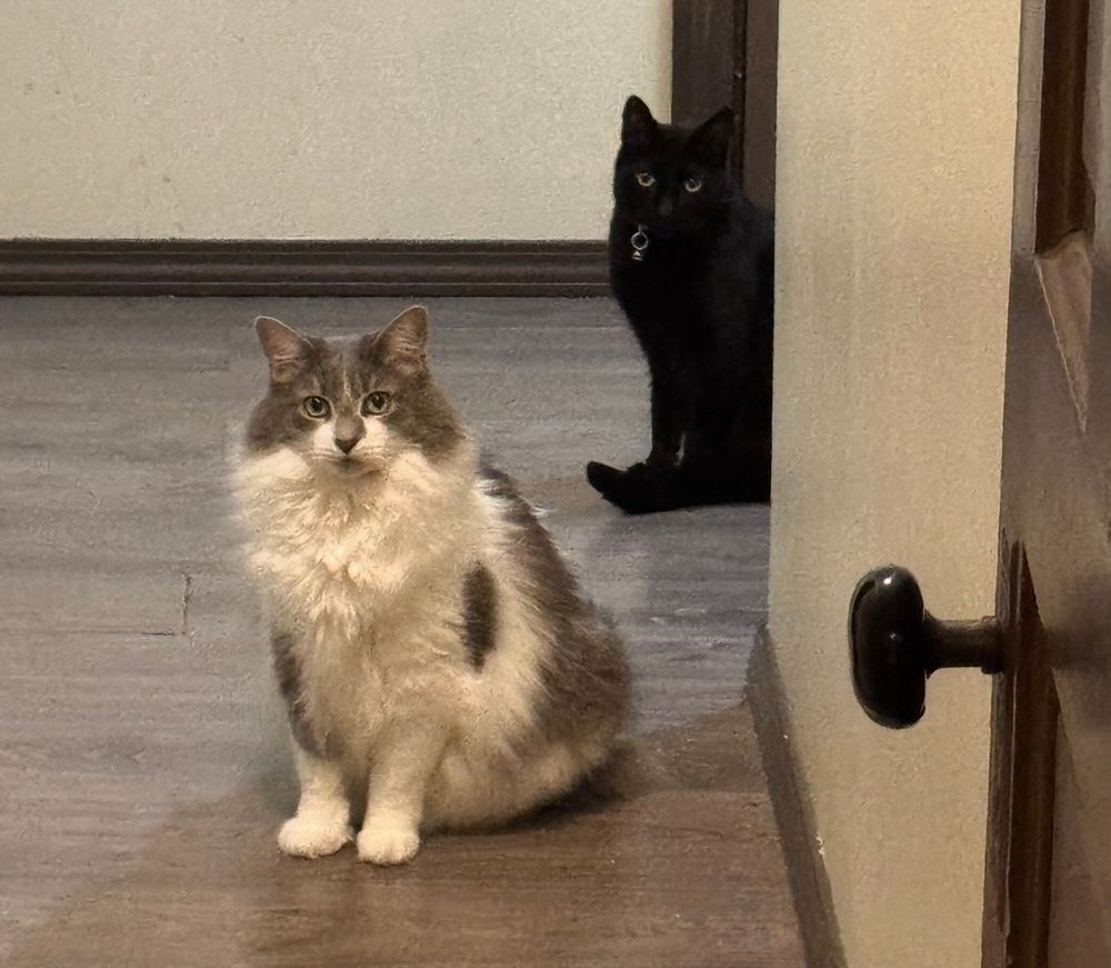 Pete, my long hair domestic cat with white and grey splotches facing forward, sitting up, clueless and just casually staring at me taking the picture. Behind him is Wednesday, my partner's short hair domestic also in the same position staring forward.