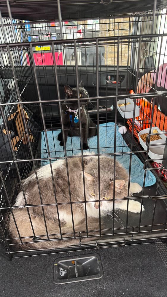 Now Wednesday has stolen Pete's blanket and sits on it while Pete is mostly now on the plastic crate bottom. Both have annoyed looks on their faces from the hours of car time.