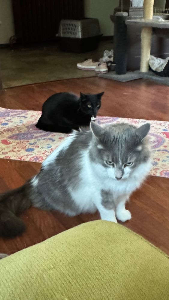 Wednesday is now loafing and Pete has turned back and is now facing towards me with his ears in full airplane position. No cats were harmed in these images, they were only just a little grumpy.