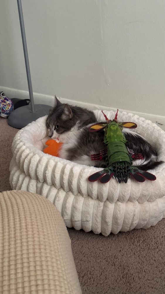 Image of a long hair black and white cat curled up in a white cat bed holding an orange toy. There is a figure of a peacock mantis shrimp on top of him. He looks confused and or concerned.