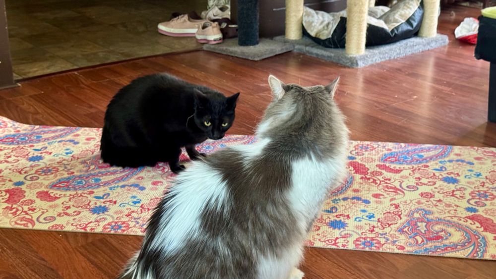 Pete is sitting up while Wednesday is a little lower, both cats have their ears up in attention. They are staring at each other.