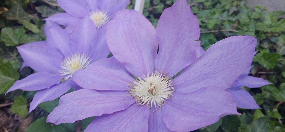 Same huge purple flower with white sea urchin in the middle but close up, three in a line