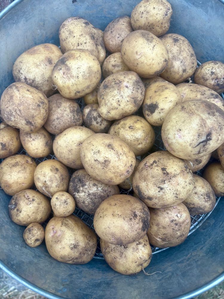 Freshly harvested potatoes