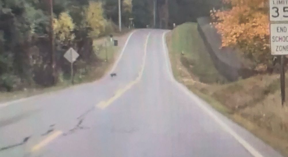 A blurry animal crosses the road into a wooded area on a blurry still from a dashcam video.