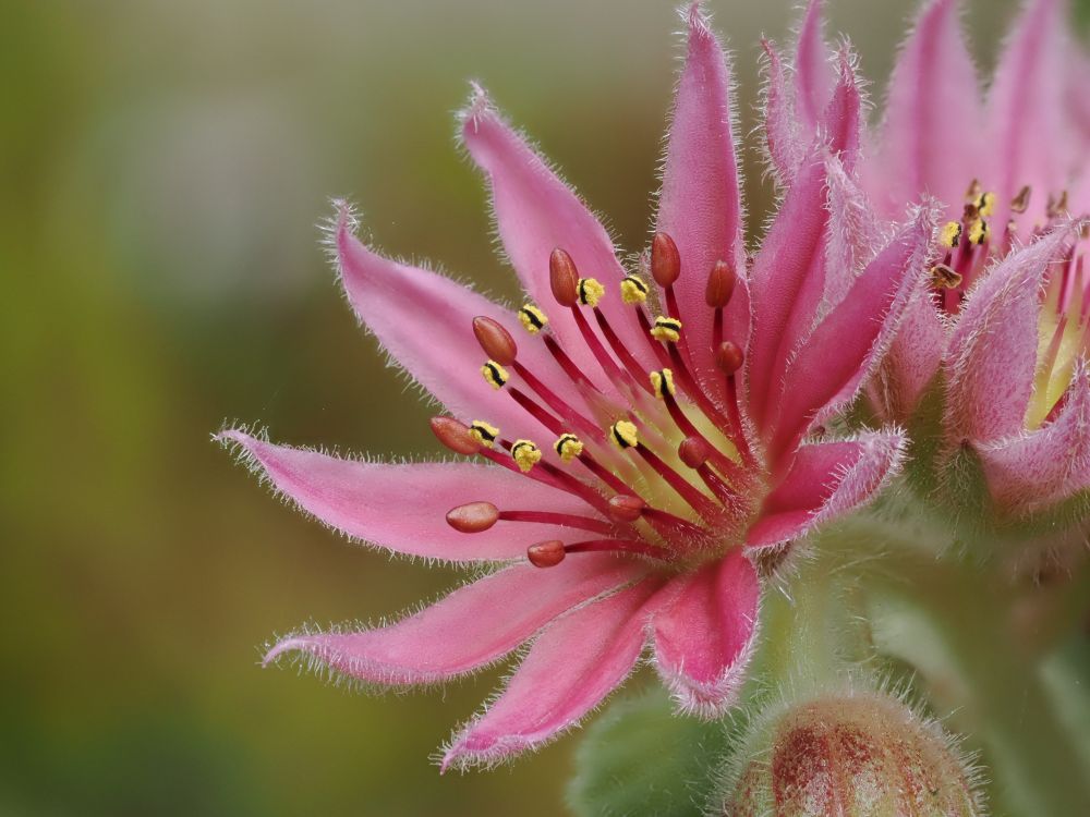 Oblique angle close up of common houseleek - small pink and red flower