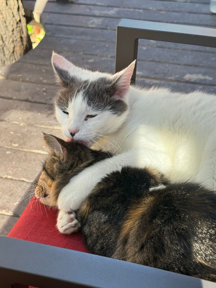 Here’s 2 cats cuddling 