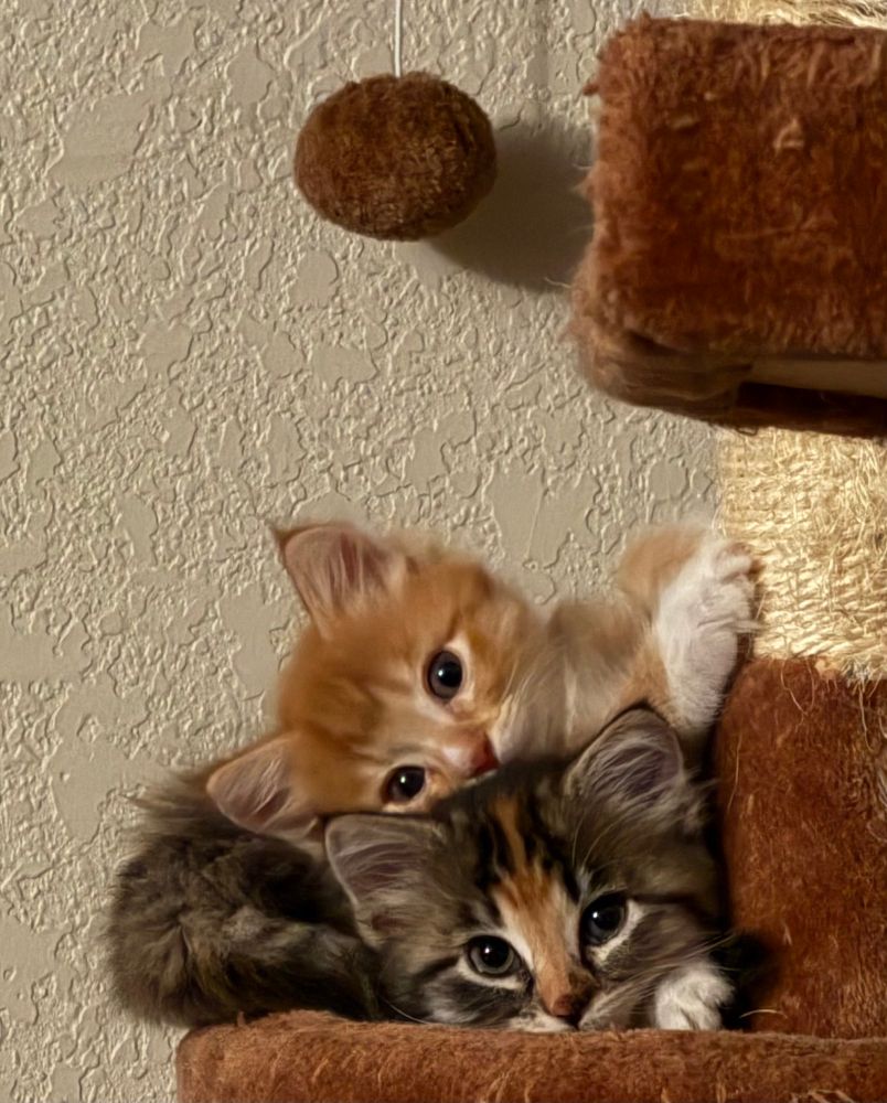 Kittens 