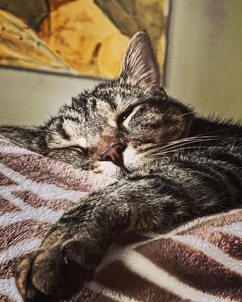 Kitten 