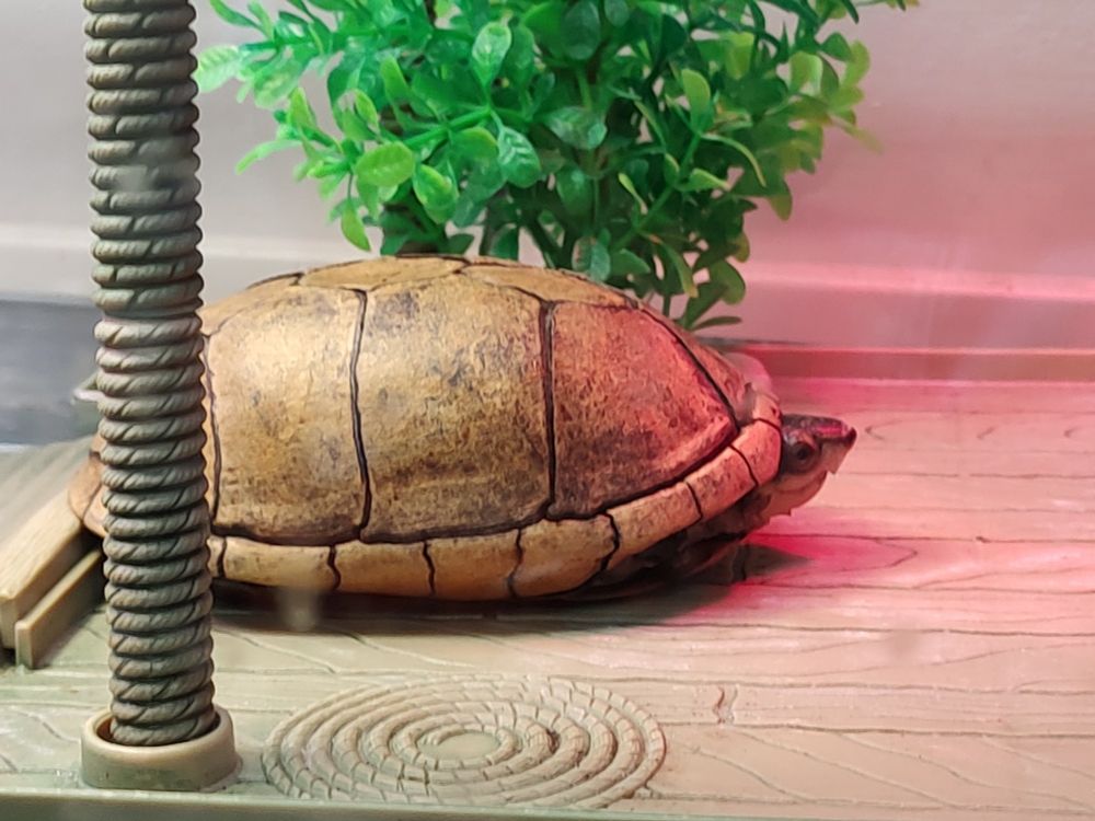 An Eastern Box Turtle basking on a platform under a heat lamp with just its head sticking out. There is a fake plant in the background and a platform support in the foreground.