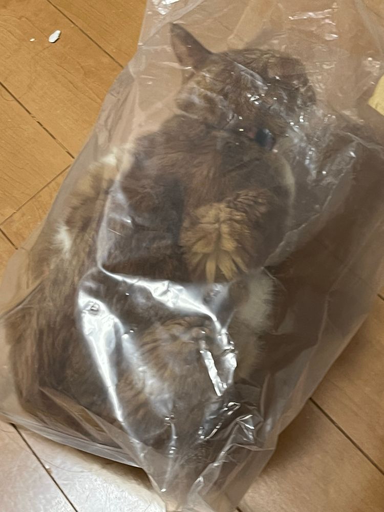 袋に入ってた猫