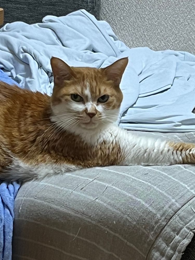 おこではない猫