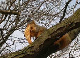 A squirrel in a tree eating pizza