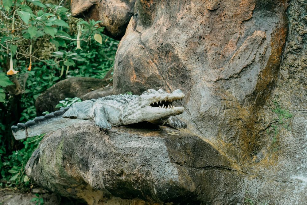 A crocodile in what may be a jungle, basking on a rock.