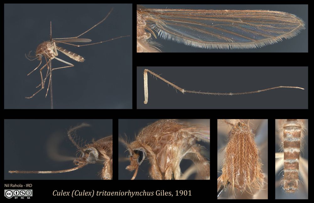 Une planche photographique de Culex tritaeniorhynchus Giles, 1901