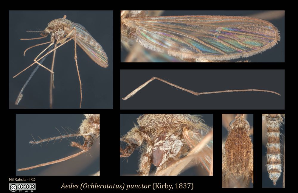 A photographic plate of Aedes punctor (Kirby, 1837)