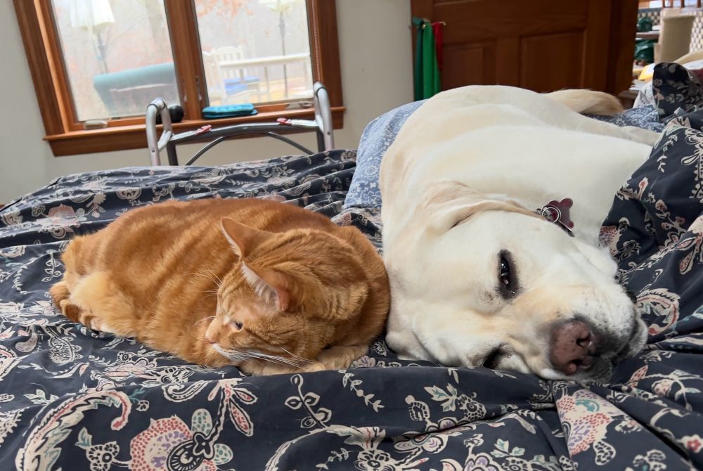 A photo of my dog and cat lying head to head on my bed