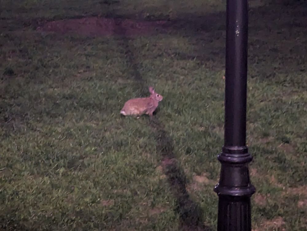 Bunny at night 
