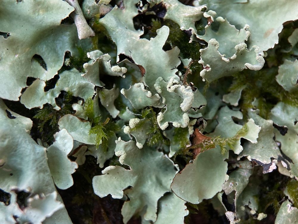 Photo d'un lichen Parmotrema perlatum
Il est vert avec des bords ondulés en forme de feuille (lichen foliacé) 