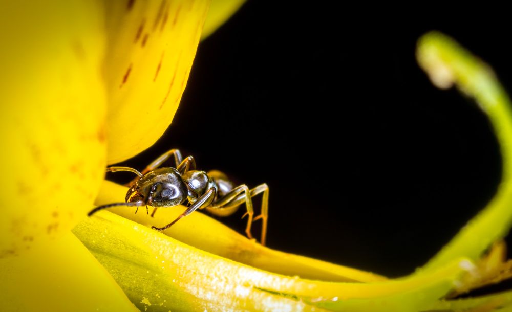 Single ant on a flower stalk.