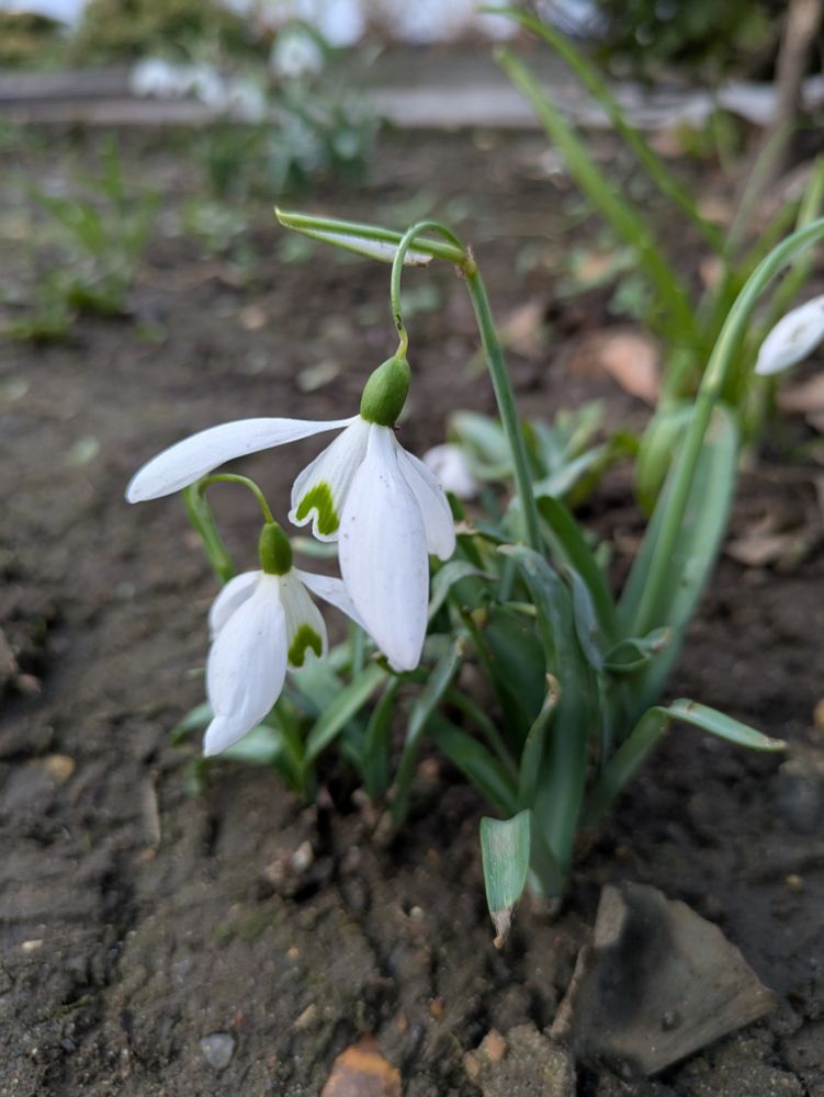 A macro shot of snowdrops 