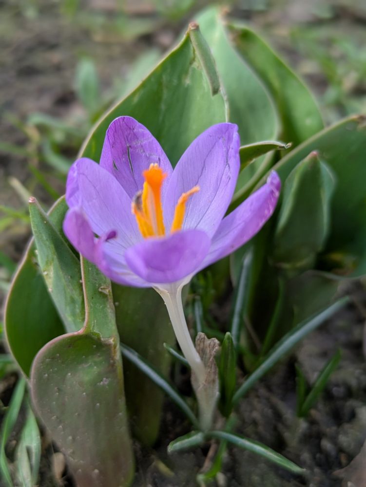 A macro shot of a purple crocus with bright orange stamen