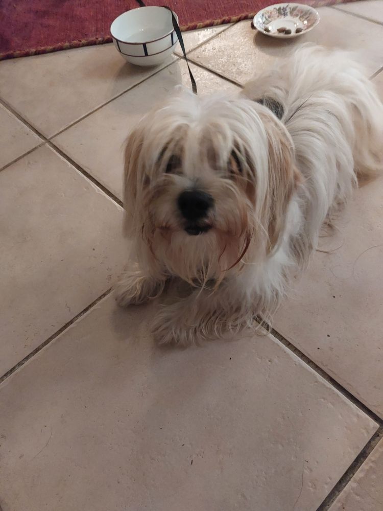 
bichon maltais couleur crème avec mèche grise sur le dos, mâle, poil lisse