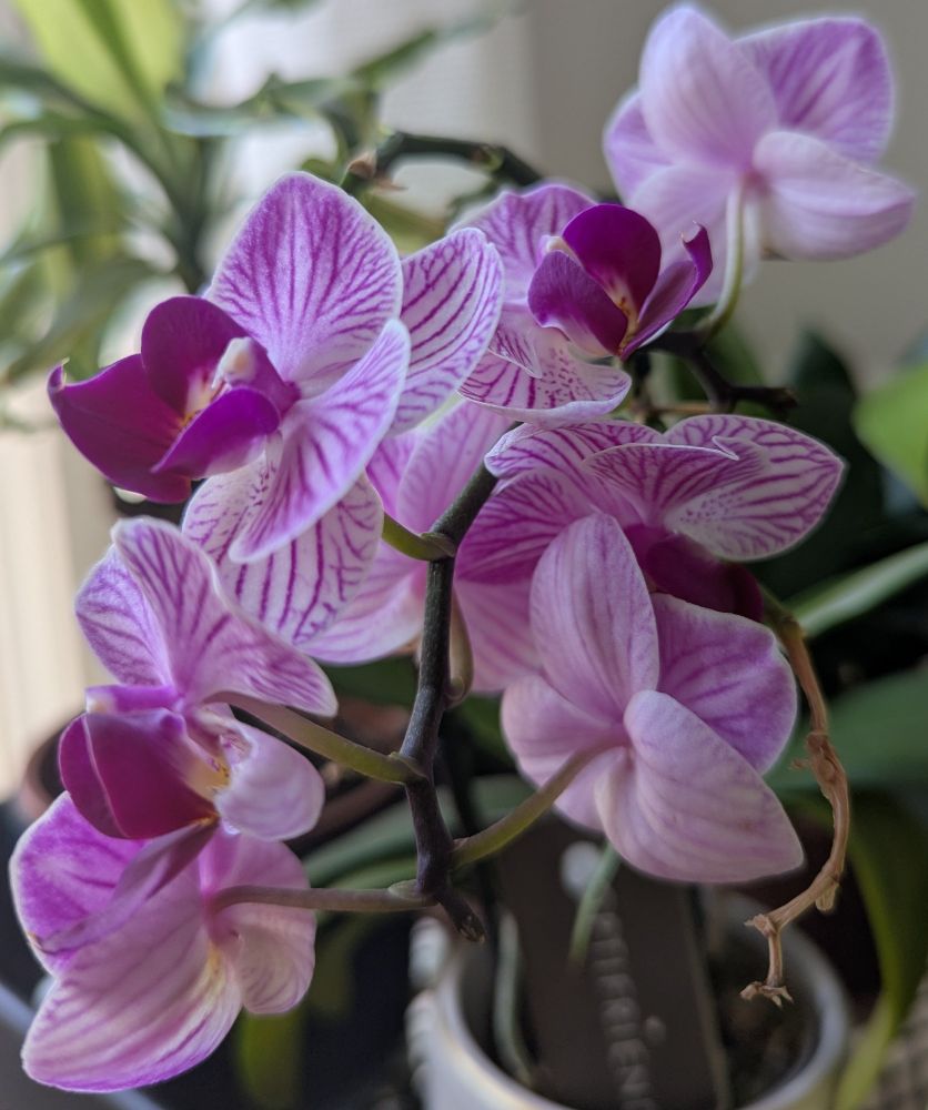 Une orchidée avec tellement de fleurs que j'ai du mal à les compter