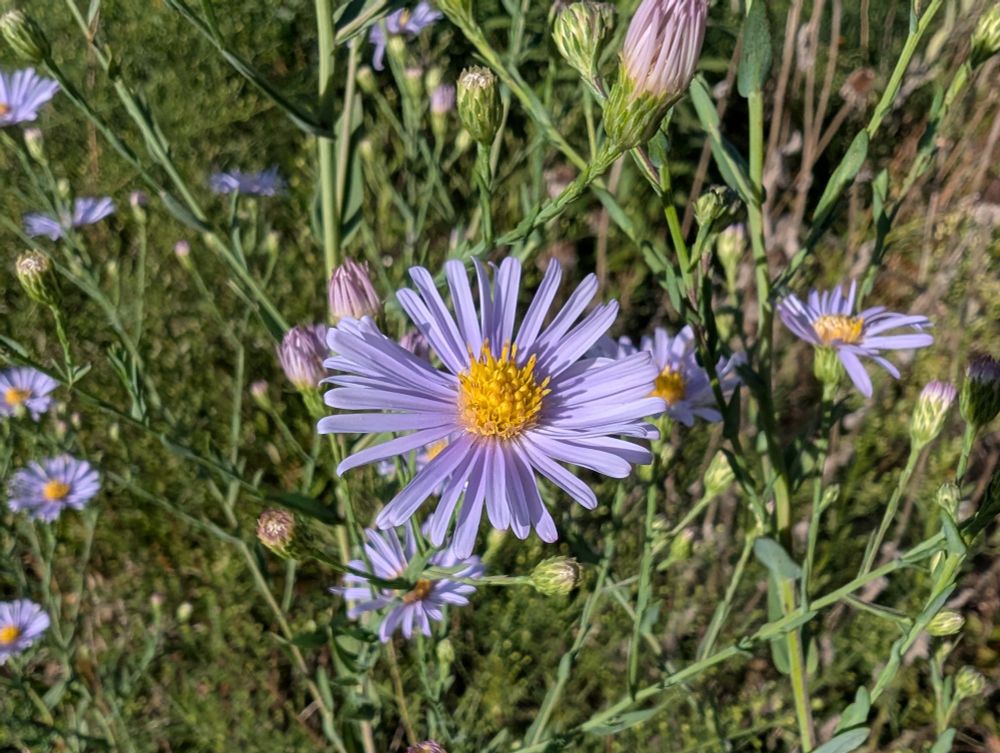 A closeup of a blue aster in a prairie.