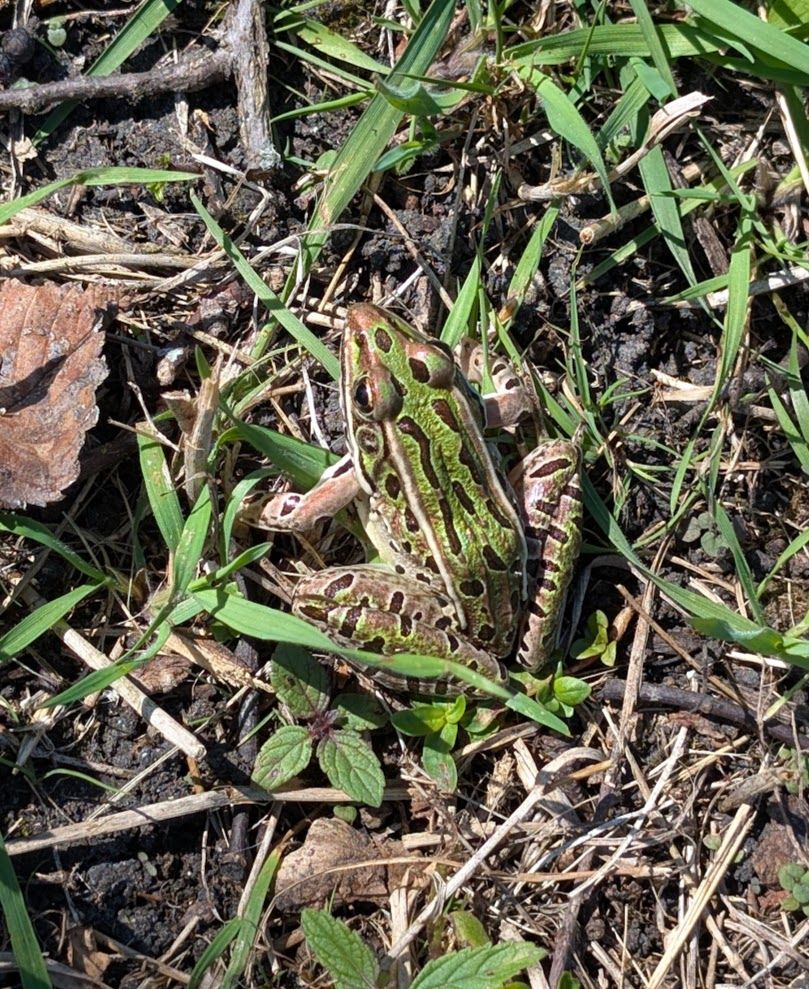 Green and golden Leopard Frog sits in the sun amidst grasses and damp soil at the Devine Preserve near Ann Arbor Michigan.