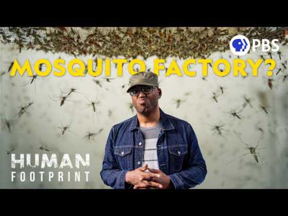 Why This Factory Makes 40 Million Mosquitoes Per Week