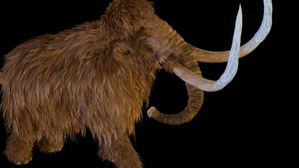 Woolly Mammoth