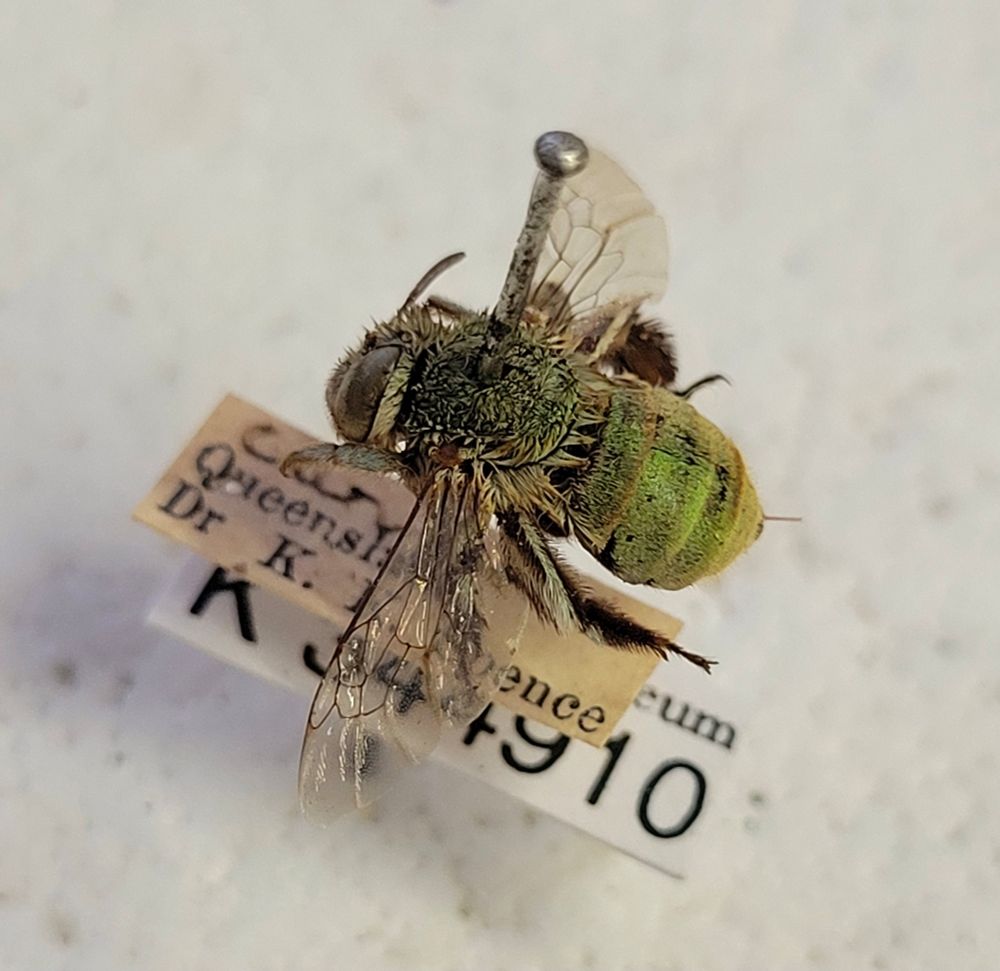 A photo of a pinned green bee specimen, facing left with labels underneath. 