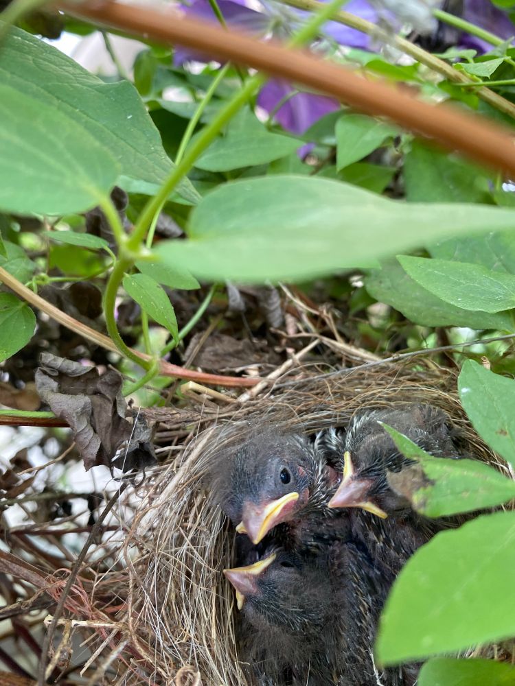 Small chipping sparrows nest nestled in clematis vine. Inside are three gray, fluffy chipping sparrows facing camera with large closed yellow beaks. Nest is made of woven straw and pine needles. It is surrounded by green leaves of clematis vine.