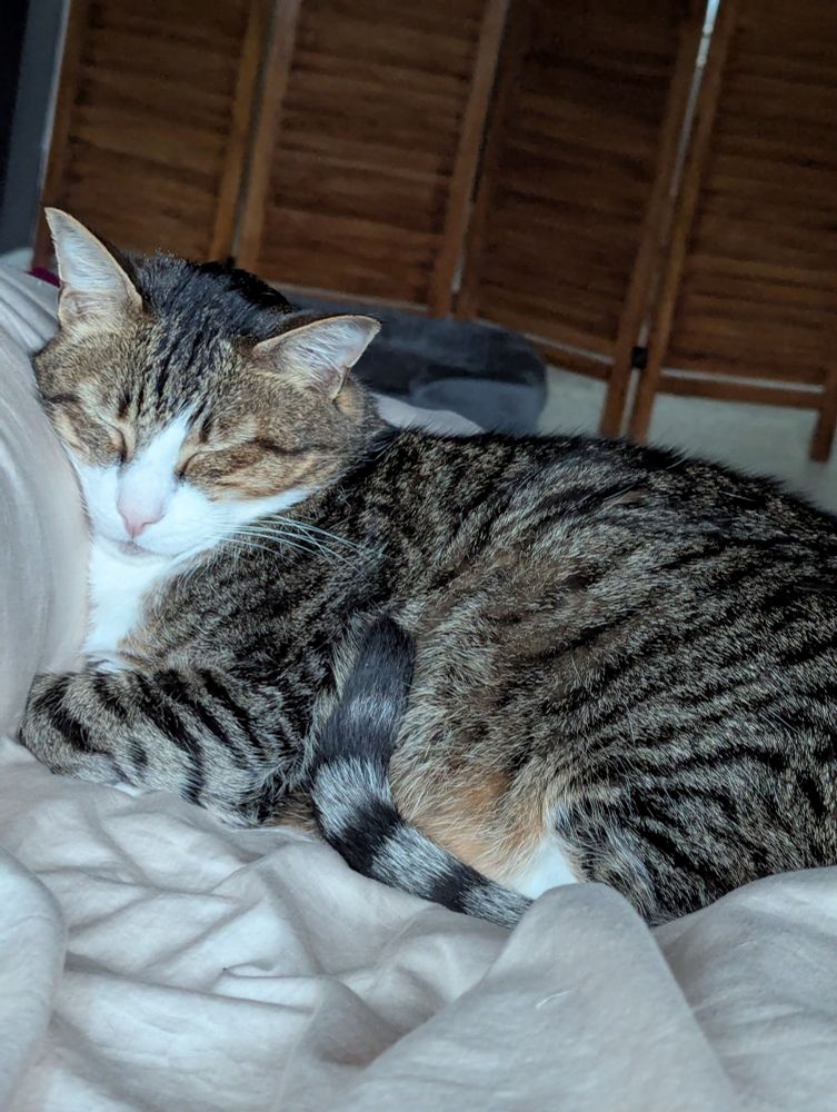 Photo of a striped cat curled up sleeping with his head resting on a pillow. He has a little pink nose.