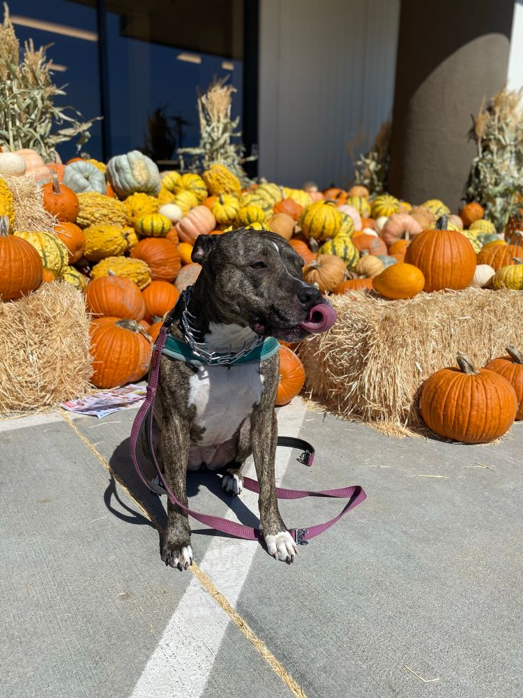 A dark brindle dog sits in front of hay bales and pumpkins. She is licking her lips and her tongue is curled into a spiral. 